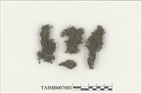 藏品(頂鱗蘚屬)的圖片